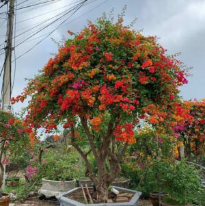 cây hoa giấy