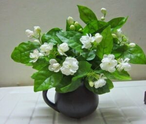 cây hoa nhài