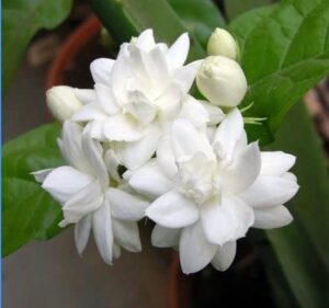 cây hoa nhài