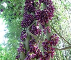 cây huyết long
