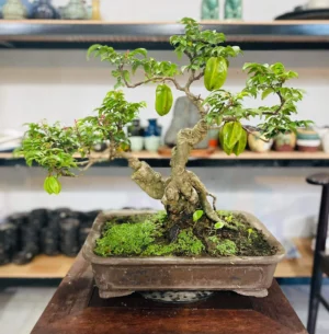 cây khế cảnh