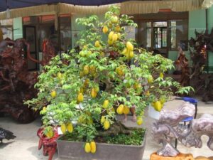 cây khế ảnh