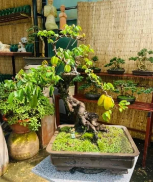 cây khế cảnh