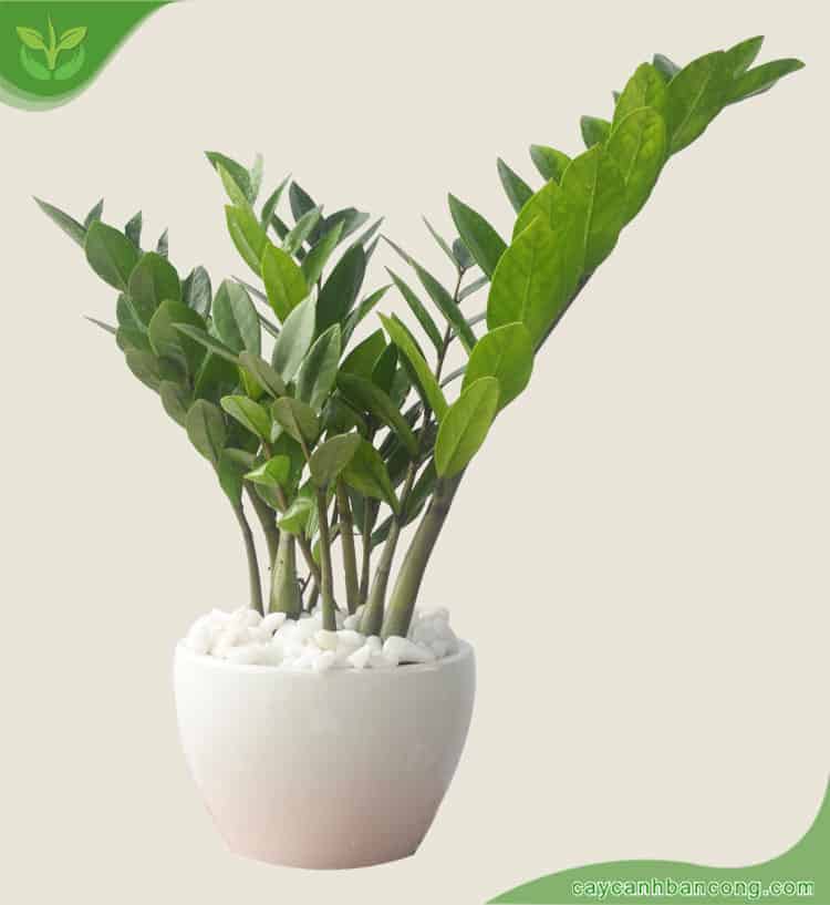 Cây Kim Tiền: Ý nghĩa phong thủy, cách chăm sóc để thu hút tài lộc
