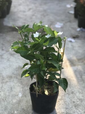 cây lài tây