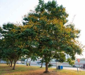 cây lim xẹt