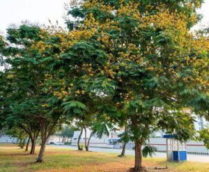 cây lim xẹt
