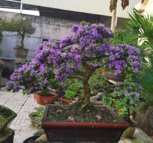 cây linh sam