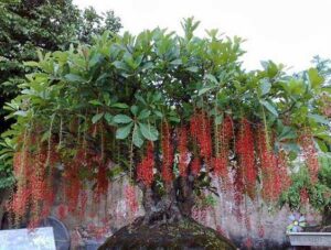 cây lộc vừng