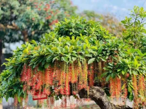 cây lộc vừng