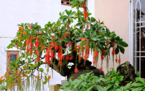 cây lộc vừng