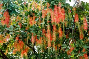 cây lộc vừng