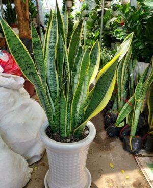 cây lưỡi hổ