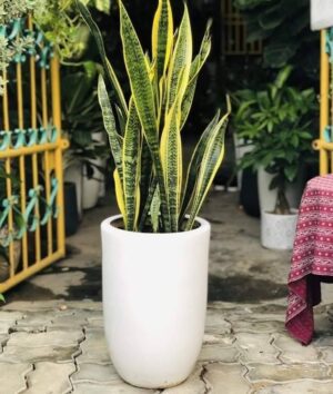 cây lưỡi hổ