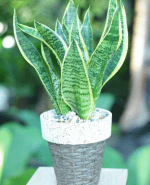 cây lưỡi hổ