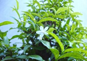 cây mai chiếu thủy