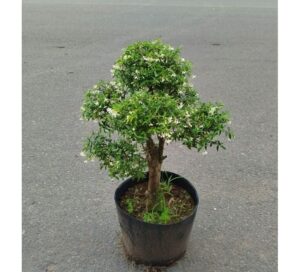 cây mai chiếu thủy
