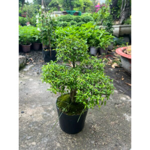 cây mai chiếu thủy
