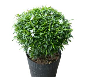 cây mai vạn phúc