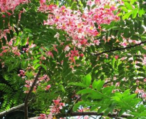 Cây muồng anh đào