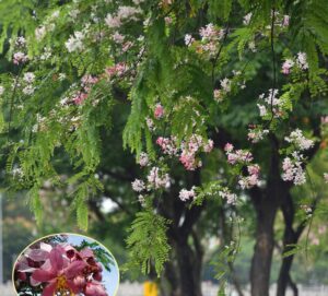Cây muồng anh đào