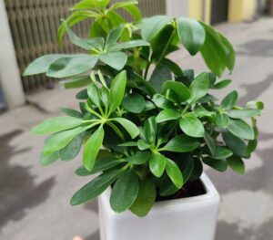 cây ngũ gia bì