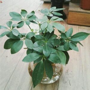 cây ngũ gia bì
