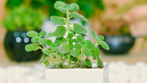 cây nhất mạt hương