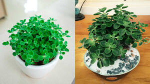 cây nhất mạt hương