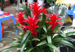 cây phong lộc hoa