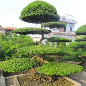cây sanh