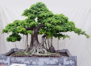 cây si cảnh
