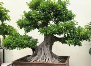 cây si cảnh
