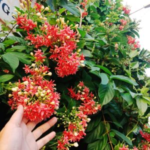 cây sử quân tử