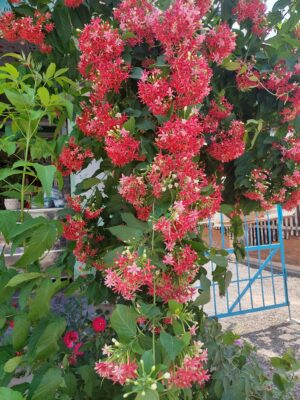 cây sử quân tử
