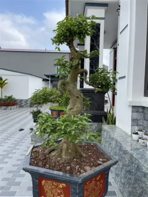 cây sung cảnh