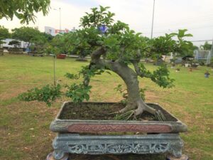 cây sung cảnh