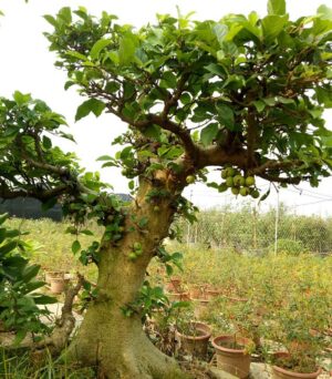 cây sung cảnh
