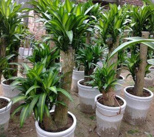 cây thiết mộc lan