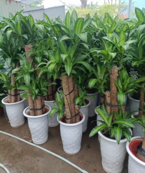 cây thiết mộc lan