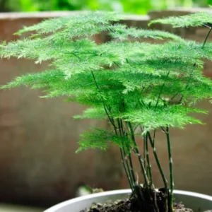 Cây thủy tùng