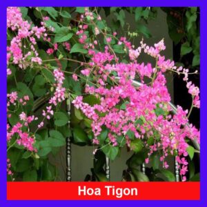 cây tigon