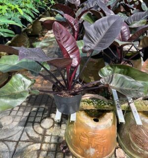 cây trầu bà đế vương