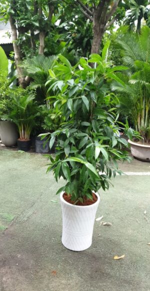 cây trúc nhật