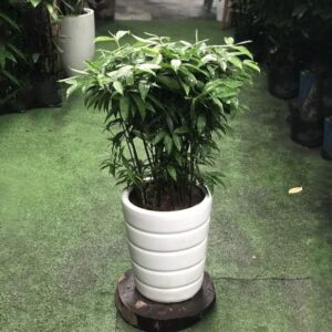 cây trúc nhật
