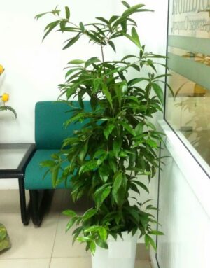 cây trúc nhật