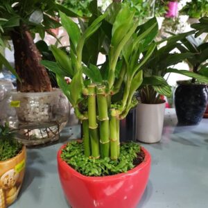 cây trúc phú quý