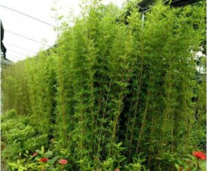 cây trúc quân tử