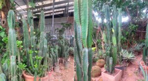 cây xương rồng