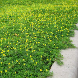 cỏ đậu phộng